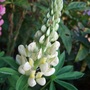 Lupin (Lupinus)
