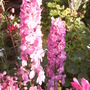 Delphinium elatum (Delphinium)