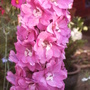 Delphinium elatum (Delphinium)