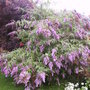 Buddleja (Buddleja davidii (Butterfly bush))