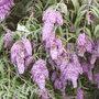 Buddleja (Buddleja davidii (Butterfly bush))