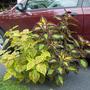 Coleus