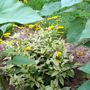 A garden flower photo
