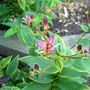 A garden flower photo
