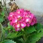 A garden flower photo