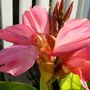 A garden flower photo