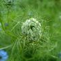 A garden flower photo