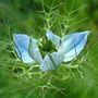 A garden flower photo