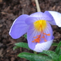 Crocus speciosus