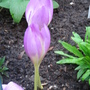 Colchium (Colchium)