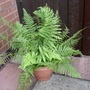 FERN