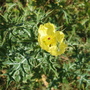 Weedy thistle