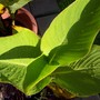 Canna after the rain