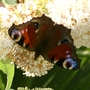 Buddleja davidii