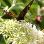Butterfly Bush (Buddleja davidii (Butterfly bush))