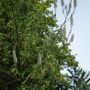  Cimicifuga (Cimicifuga racemosa (Black Cohosh))