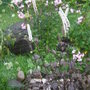  Cimicifuga (Cimicifuga racemosa (Black Cohosh))