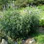  Echinops (Echinop exaltatus)