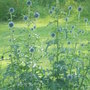  Echinops (Echinop exaltatus)