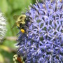  Echinops (Echinop exaltatus)