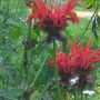 P8020048.jpg (Monarda didyma (Bergamot))