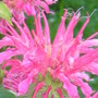 P8150327.jpg (Monarda didyma (Bergamot))