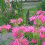 P8150325.jpg (Monarda didyma (Bergamot))