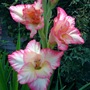 Gladioli