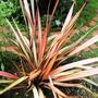 Phormium (Phormium 'Bronze Baby')