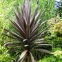 Cordyline (cordyline)