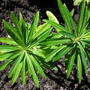 Euphorbia mellifera (Honey Spurge) (Euphorbia mellifera (Honey Spurge))