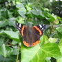 Red Admiral butterfly