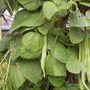 Runner Beans "White Lady"