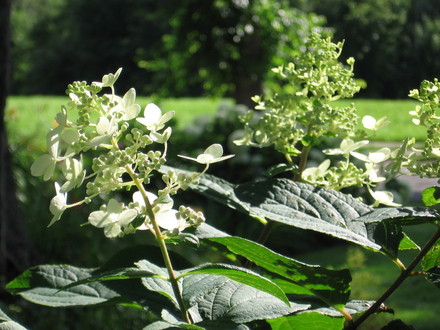 hydranga (Hydrangea paniculate (Hydrangea))