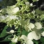 hydrangea 'Pink Diamond' (Hydrangea arborescens (Hydrangea))