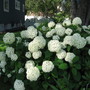 hydrangea Annabelle (Hydrangea arborescens (Hydrangea))
