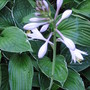 hosta Fortunei Francee (Hosta fortunei (Plantain lily))