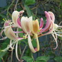 scented honeysuckle (lonicera)