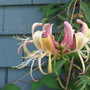 honey suckle (lonicera)