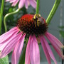 bee on coneflower (echinacea)