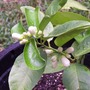 Lemontree
