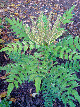 mahonia (Mahonia japonica (Mahonia))