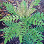mahonia (Mahonia japonica (Mahonia))