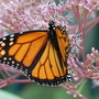 Eupatorium purpureum