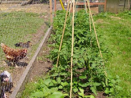 Last years Alicante Toms (Tomatos)