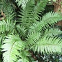 Fern