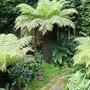 Tree ferns (Dicksonia antarctica (Soft tree fern))