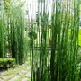 Equisetum (Equisetum)