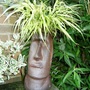 Head (Hakonechloa macra (aureola))