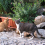 Cats' corner